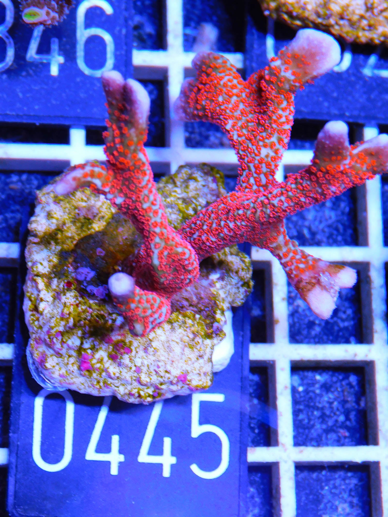 Montipora "flamme of paradise "